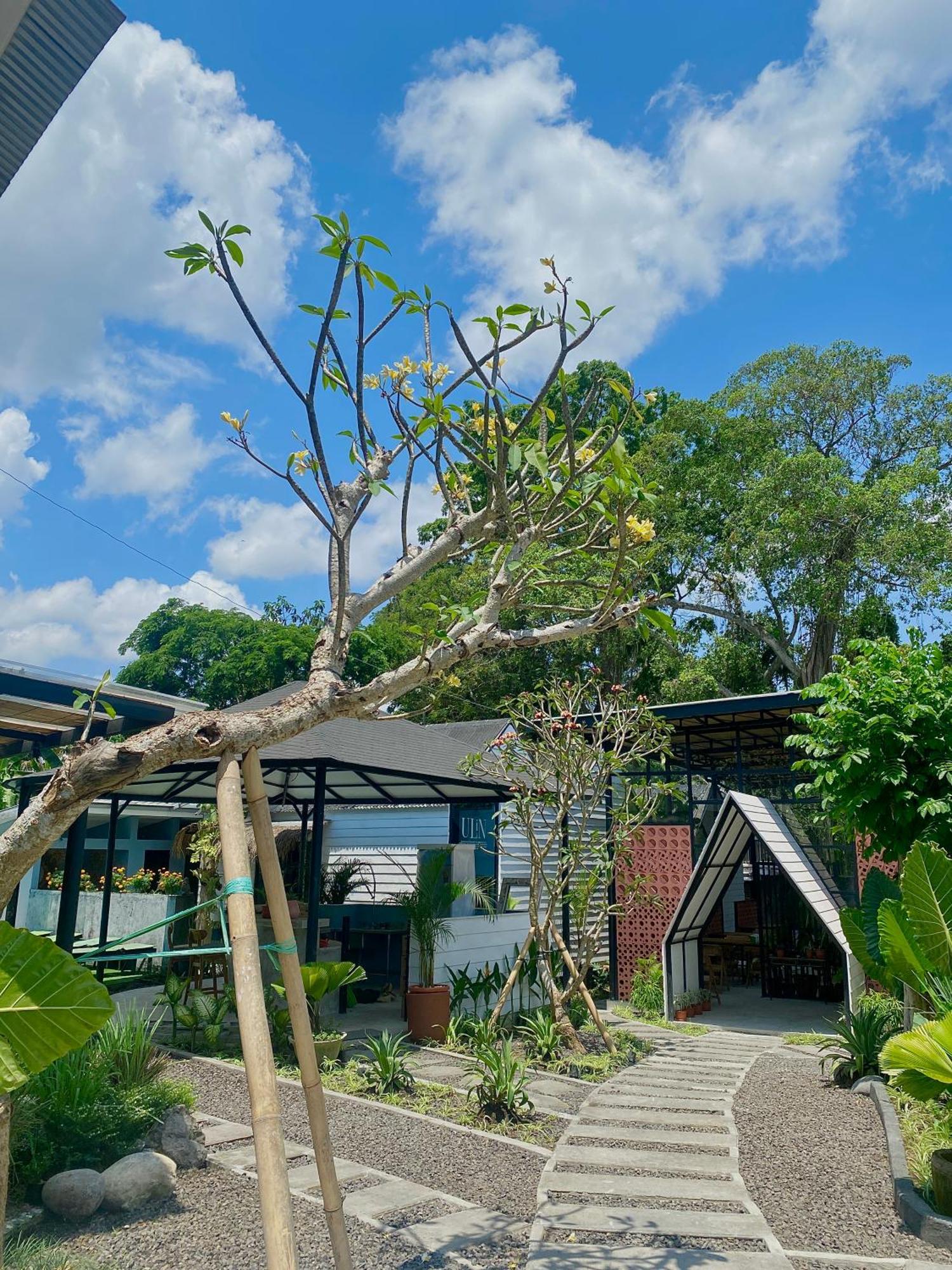 The Jungle Hostel Canggu Eksteriør billede